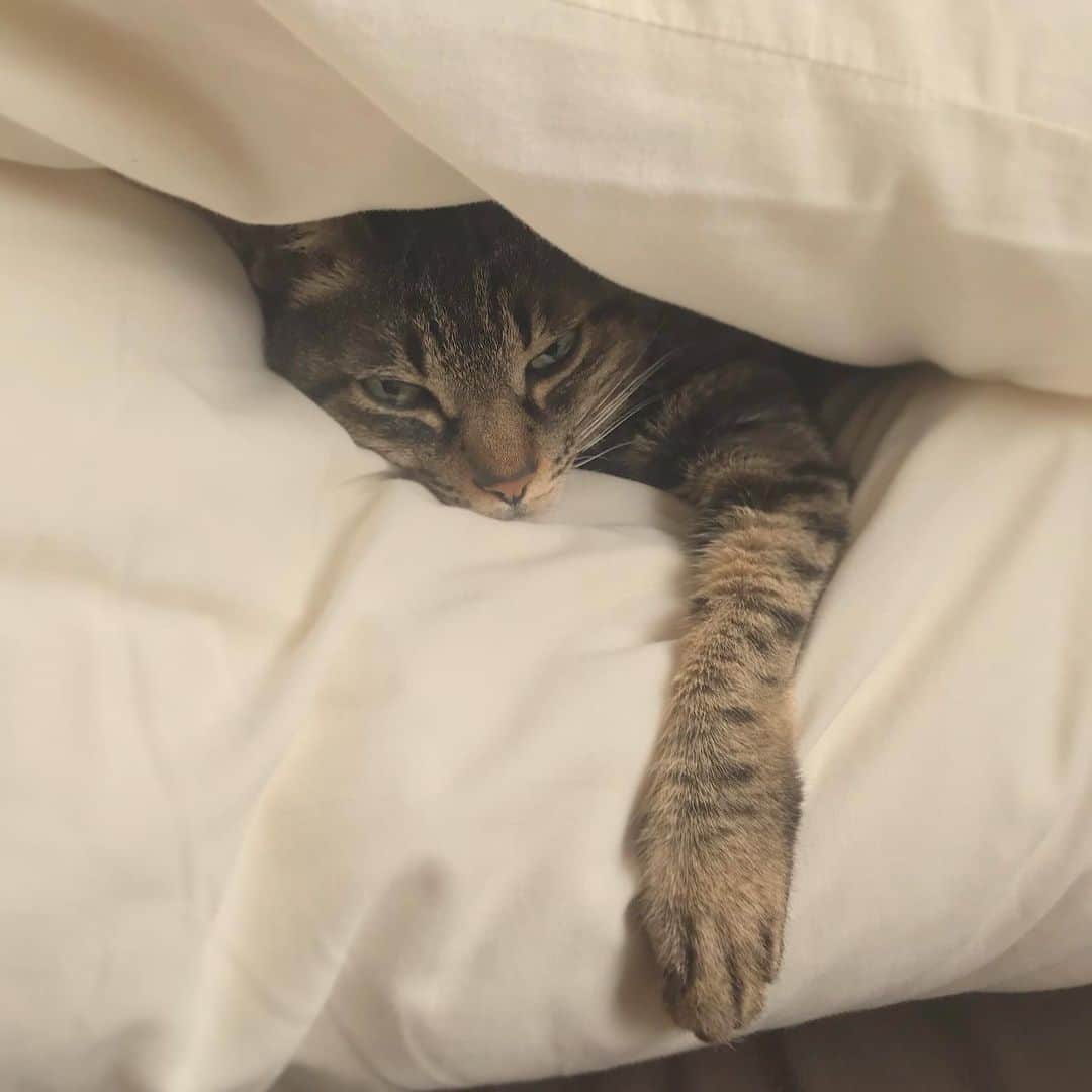 小嶋晶子のインスタグラム：「I can't stand the cold. 🐈❄️🐾 #cat #cats #browntabby #catsofinstagram #catstagram #neko #nekostagram #ねこ #ねこ部 #ねこすたぐらむ #きじとら #きじとらねこ #きじとら女子 #きじとら部 #ネコ #ネコ部  #キジトラ #キジトラネコ #キジトラ部 #かぎしっぽ #かぎしっぽ猫部 #カギしっぽ #カギしっぽ猫 #お腹ハゲてる #足の裏もハゲてる」