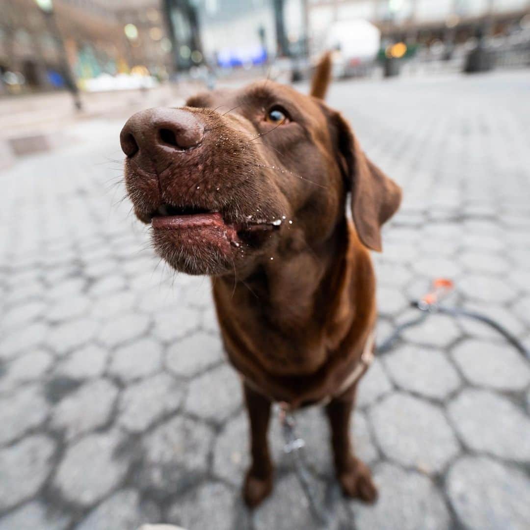 The Dogistさんのインスタグラム写真 - (The DogistInstagram)「Cuauhtemoc, Labrador Retriever (2 y/o), Brookfield Place, New York, NY • ‘He loves his ball. The red ball for the winter, the football for the summer. He wants to play ball for hours.”」1月10日 10時12分 - thedogist