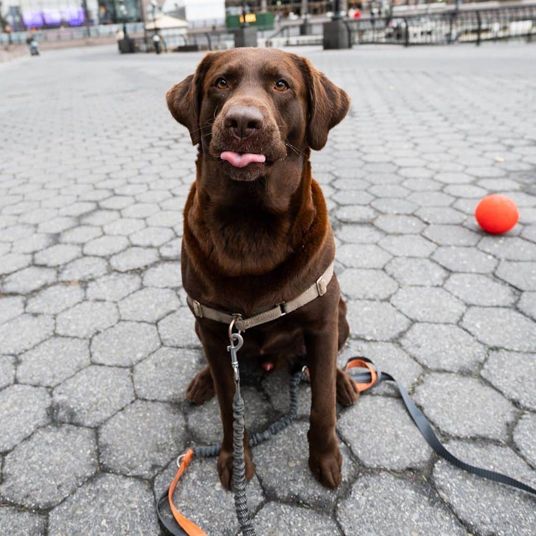 The Dogistさんのインスタグラム写真 - (The DogistInstagram)「Cuauhtemoc, Labrador Retriever (2 y/o), Brookfield Place, New York, NY • ‘He loves his ball. The red ball for the winter, the football for the summer. He wants to play ball for hours.”」1月10日 10時12分 - thedogist