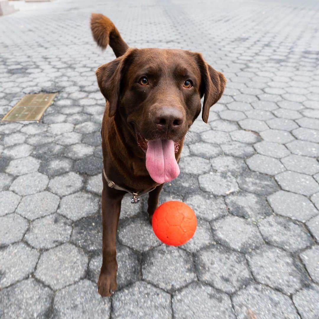 The Dogistさんのインスタグラム写真 - (The DogistInstagram)「Cuauhtemoc, Labrador Retriever (2 y/o), Brookfield Place, New York, NY • ‘He loves his ball. The red ball for the winter, the football for the summer. He wants to play ball for hours.”」1月10日 10時12分 - thedogist