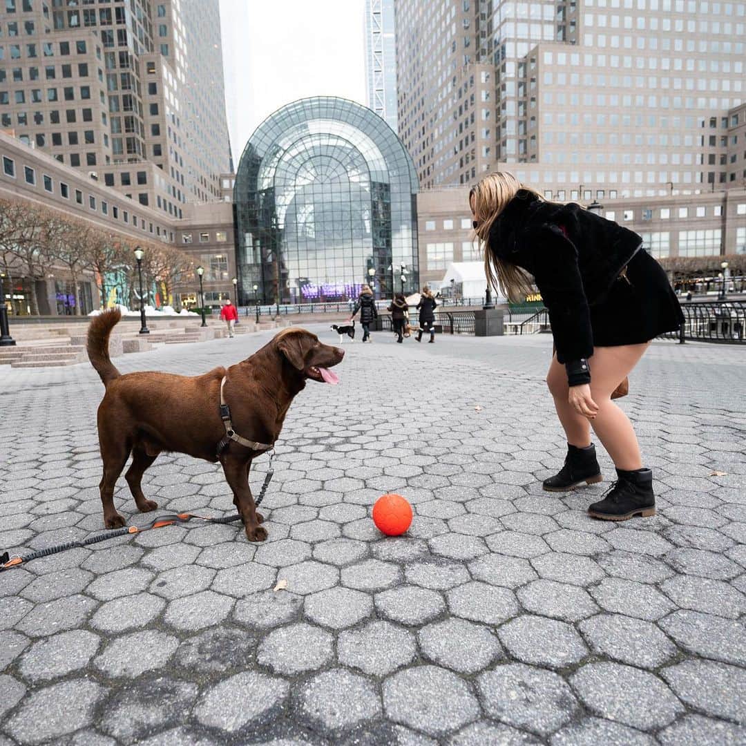 The Dogistさんのインスタグラム写真 - (The DogistInstagram)「Cuauhtemoc, Labrador Retriever (2 y/o), Brookfield Place, New York, NY • ‘He loves his ball. The red ball for the winter, the football for the summer. He wants to play ball for hours.”」1月10日 10時12分 - thedogist