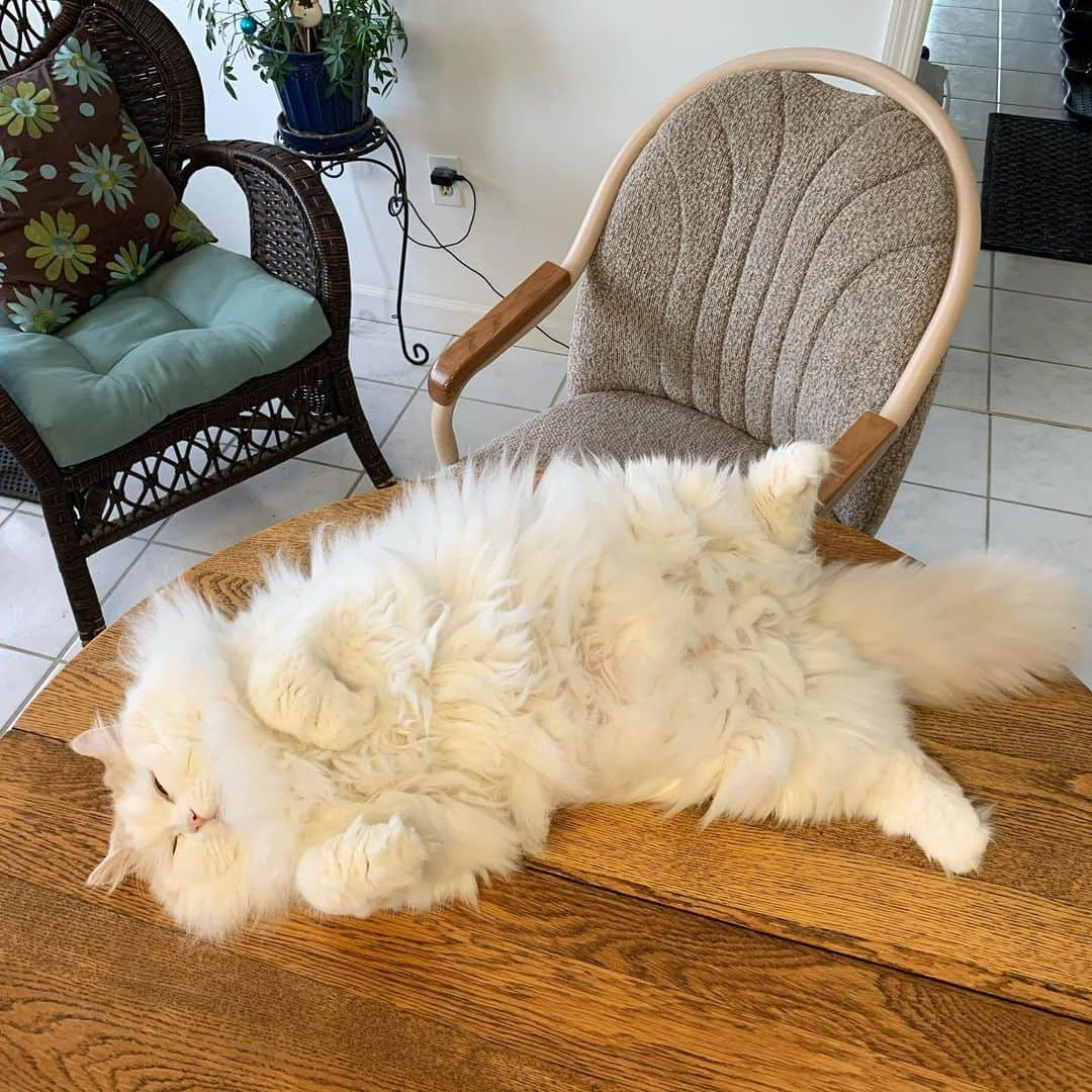 ソフィーさんのインスタグラム写真 - (ソフィーInstagram)「When he needs to stretch out but still wants to bird watch he hops from his perch to the table and watches upside down until he can’t keep his eyes open anymore.」1月10日 10時28分 - sophielovestuna