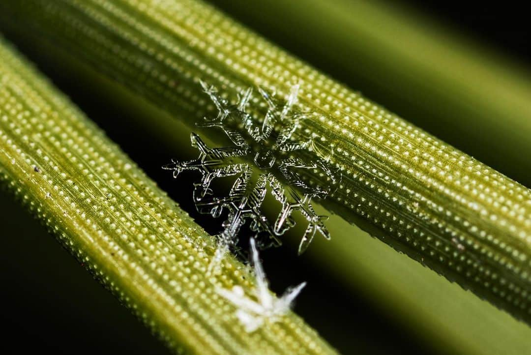 アンジー・ペインさんのインスタグラム写真 - (アンジー・ペインInstagram)「Snowflakes! After a dry spell, it was pure joy to run around the back yard this morning shooting snowflake photos. I realize I have an abnormal obsession with these little pieces of frozen perfection, but I swear there’s just nothing quite like these miniature works of art. I mean, have you ever seen a snowflake? NATURE MADE THAT. And then it fell from the sky. If that doesn’t absolutely blow your mind, then I’m not sure you can be impressed.  • If you have any interest in learning how I photograph snowflakes and how you can too, I’m really excited to be teaching an online snowflake photography class for @mymikescamera on January 30th, 3 weeks from today. Don’t worry — you don’t have to be a snowflake freak like me to take the class, any general interest in macro photography is enough reason to sign up. The class will focus on snowflakes, but the techniques I’ll discuss can be applied to all types of macro photography subjects. The link is in my bio to register. Can’t wait to spread the joy of snowflake photography! ❄️  • • • #macro #macrophotography #snowflakes #yourshotphotographer」1月10日 10時53分 - angelajpayne