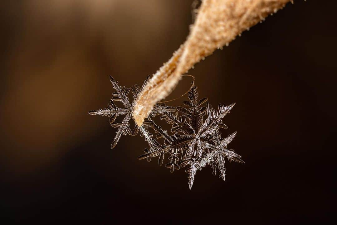 アンジー・ペインさんのインスタグラム写真 - (アンジー・ペインInstagram)「Snowflakes! After a dry spell, it was pure joy to run around the back yard this morning shooting snowflake photos. I realize I have an abnormal obsession with these little pieces of frozen perfection, but I swear there’s just nothing quite like these miniature works of art. I mean, have you ever seen a snowflake? NATURE MADE THAT. And then it fell from the sky. If that doesn’t absolutely blow your mind, then I’m not sure you can be impressed.  • If you have any interest in learning how I photograph snowflakes and how you can too, I’m really excited to be teaching an online snowflake photography class for @mymikescamera on January 30th, 3 weeks from today. Don’t worry — you don’t have to be a snowflake freak like me to take the class, any general interest in macro photography is enough reason to sign up. The class will focus on snowflakes, but the techniques I’ll discuss can be applied to all types of macro photography subjects. The link is in my bio to register. Can’t wait to spread the joy of snowflake photography! ❄️  • • • #macro #macrophotography #snowflakes #yourshotphotographer」1月10日 10時53分 - angelajpayne