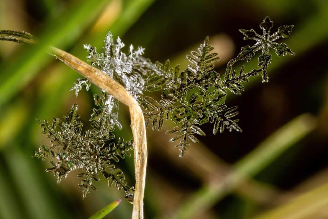 アンジー・ペインのインスタグラム：「Snowflakes! After a dry spell, it was pure joy to run around the back yard this morning shooting snowflake photos. I realize I have an abnormal obsession with these little pieces of frozen perfection, but I swear there’s just nothing quite like these miniature works of art. I mean, have you ever seen a snowflake? NATURE MADE THAT. And then it fell from the sky. If that doesn’t absolutely blow your mind, then I’m not sure you can be impressed.  • If you have any interest in learning how I photograph snowflakes and how you can too, I’m really excited to be teaching an online snowflake photography class for @mymikescamera on January 30th, 3 weeks from today. Don’t worry — you don’t have to be a snowflake freak like me to take the class, any general interest in macro photography is enough reason to sign up. The class will focus on snowflakes, but the techniques I’ll discuss can be applied to all types of macro photography subjects. The link is in my bio to register. Can’t wait to spread the joy of snowflake photography! ❄️  • • • #macro #macrophotography #snowflakes #yourshotphotographer」
