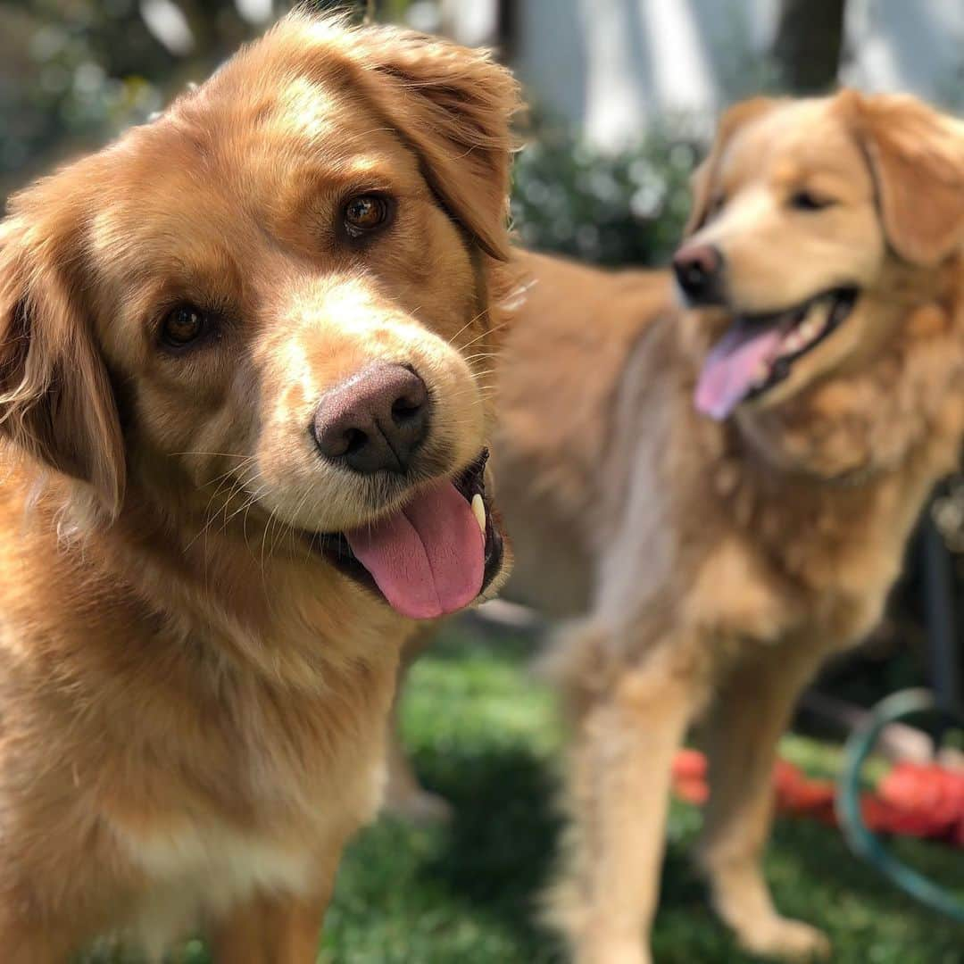 ヒラリー・スワンクのインスタグラム：「Happy Saturday from this Happy Boy 🐶  #RayOfSunshine #AdoptDontShop #DogsOfInstagram」