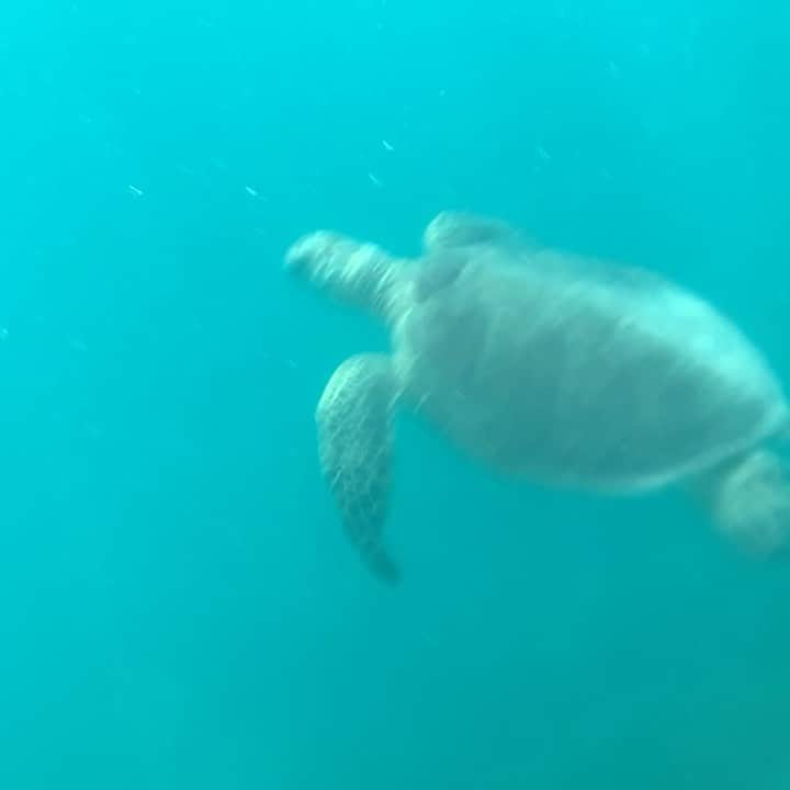 小池絵未のインスタグラム：「Happy new year Honu さん🐢 at Kaneohe Sandbar  サンドバーで10匹くらいのカメさんと遭遇✨  Captain Bruce ツアーがおすすめです❣️ シュノーケリング初心者もok  @cptbruce_hi @captainbruce_hi @captainbrucecharters   #ハワイ #ハワイ旅行 #ハワイ生活 #ハワイ好きな人と繋がりたい #カネオヘ #カネオヘサンドバー  #天国の海ツアー  #アメリカ生活」