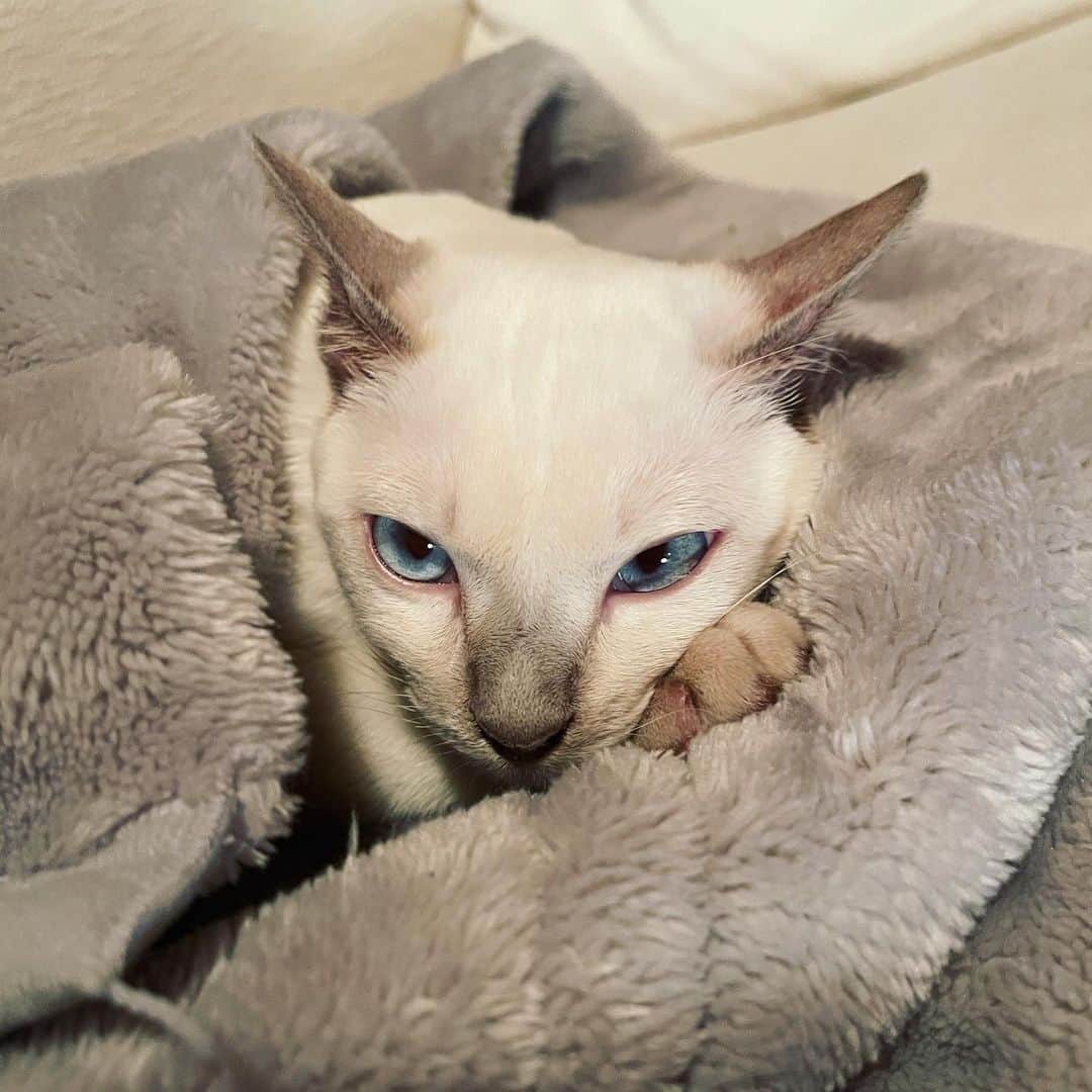 のインスタグラム：「新米くんが我が家にきました🏠 その名も「パウ郎」です🐱  たまに、寄り目くんです🤣🤣🤣 それもまた可愛い❤️  さらに動物園感が増した我が家ですが、 皆様、宜しくお願いします🙇‍♀️💕  #パウ郎#新米猫 #トンキニーズ #サクモンピリパウ #👦👧👶🐶🐶🐱 ↓↓↓ #👦👧👶🐶🐶🐱🐱 になります！笑」