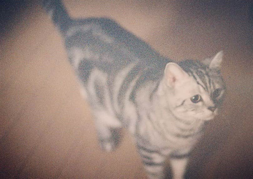 柾木玲弥さんのインスタグラム写真 - (柾木玲弥Instagram)「猫って動くからマニュアルフォーカスどうしたらいいの #ねこ  #ねこすたぐらむ  #にゃんすたぐらむ  #フィルムカメラ」1月10日 12時14分 - reiya_masaki
