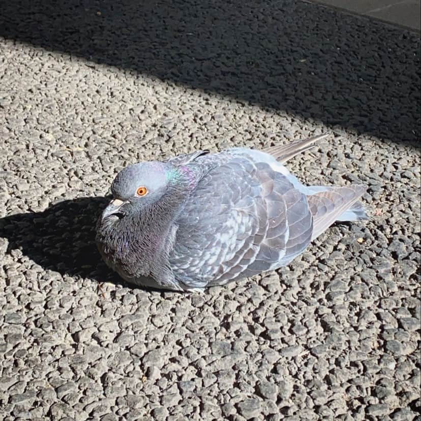 草野航大のインスタグラム：「かわいいっつーの…」