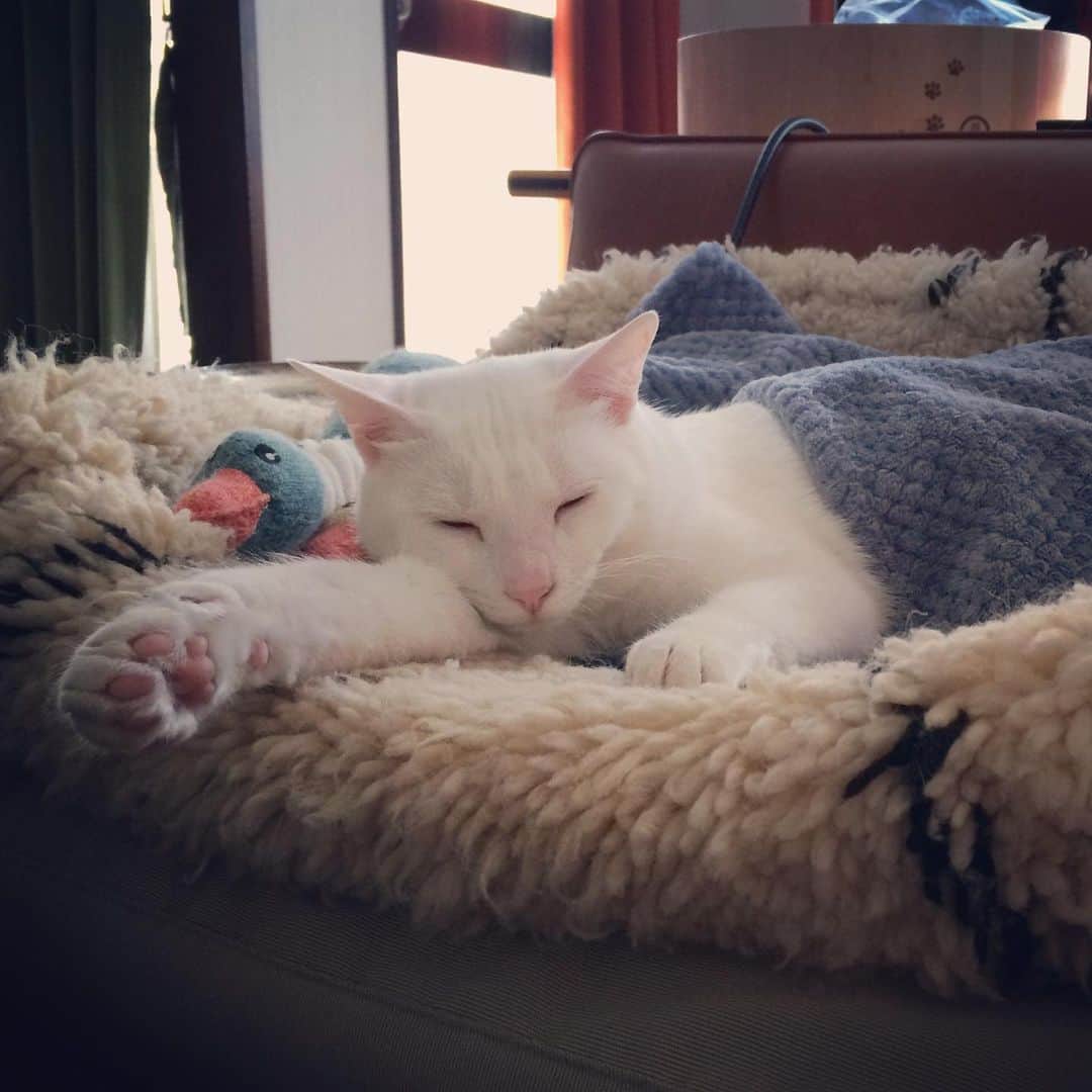 岡田屋鉄蔵のインスタグラム：「可愛い大渋滞💕」