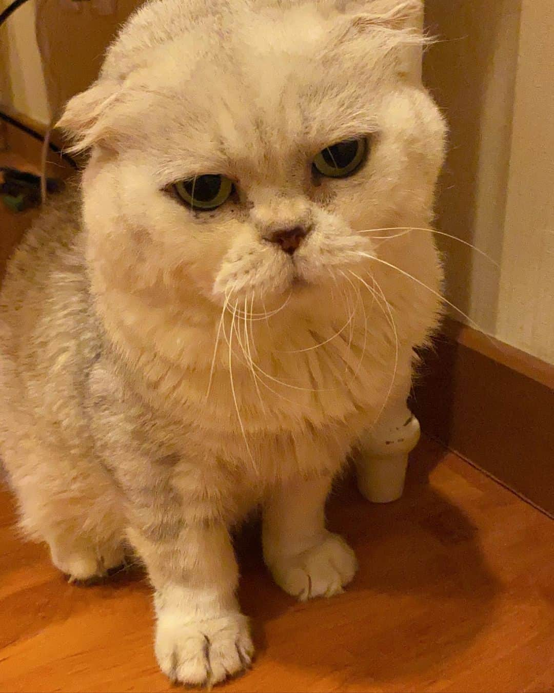 Haruさんのインスタグラム写真 - (HaruInstagram)「อ้วงโมโหว 😡」1月10日 13時06分 - haru_thecat