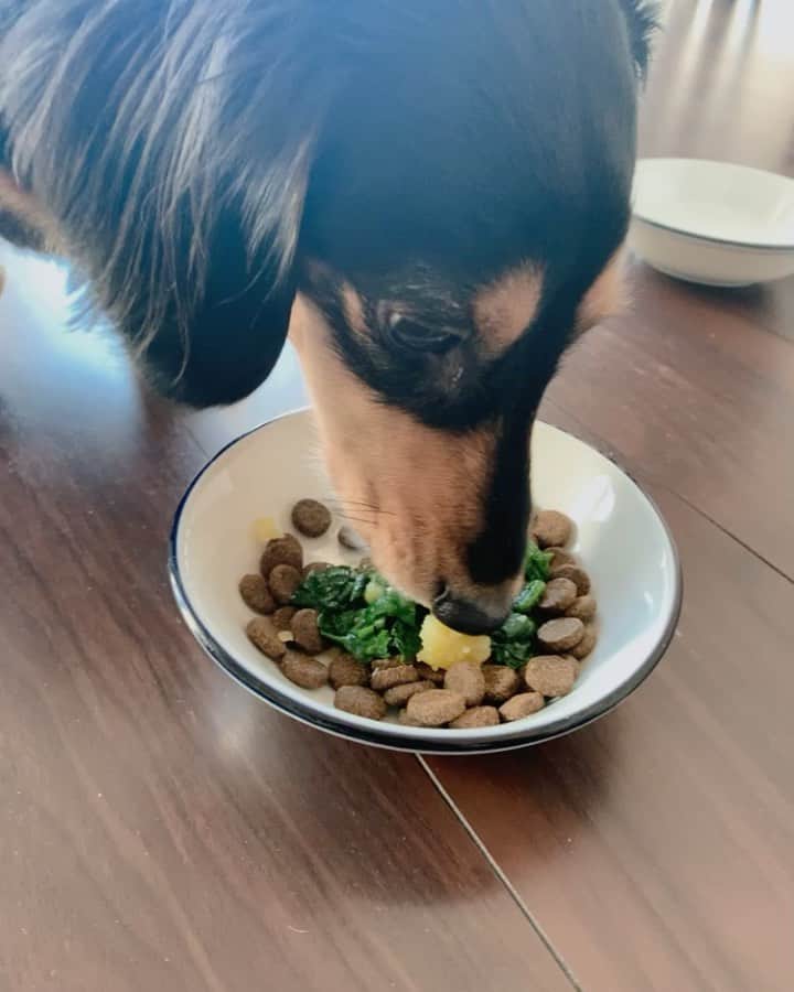 高原愛のインスタグラム：「モモご飯記録2🐶今日はほうれん草と蒸したさつまいもをトッピング☺️✨今度は人参、トマトとか明るい色の物をあげようかな😊ほうれん草続きだから違う種類をあげたいんだけどまとめて作ってしまうから…難しい🤔今日もペロリと一瞬でなくなりました🐶💕💕💕  #いぬごはん#てづくりごはん365#犬ごはん#ドッグフード#国産フード#ドライフード#手作りフード#手作りドッグフード#ウェットフード#わんこごはん#犬ごはんレシピ#ドッグフードレシピ#簡単ごはん#おうちごはん#ミニチュアダックス#短足部#いぬのいる暮らし#犬のいる生活#いぬのきもち#モモの記録ごはん#💕」