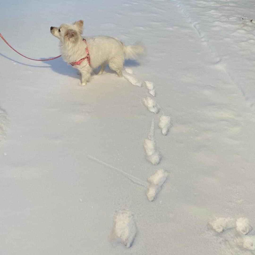 ガヨン さんのインスタグラム写真 - (ガヨン Instagram)「손이 시려워 낑, 발이 시려워 깡 🥶 발 시려운지 계속 한 발씩 들고 있는 낑깡이🤍」1月10日 13時17分 - gy._.1202