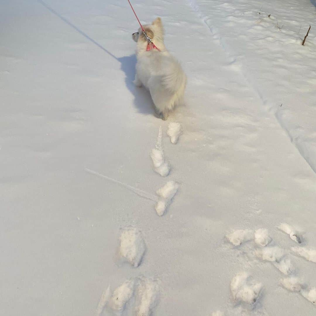 ガヨン さんのインスタグラム写真 - (ガヨン Instagram)「손이 시려워 낑, 발이 시려워 깡 🥶 발 시려운지 계속 한 발씩 들고 있는 낑깡이🤍」1月10日 13時17分 - gy._.1202