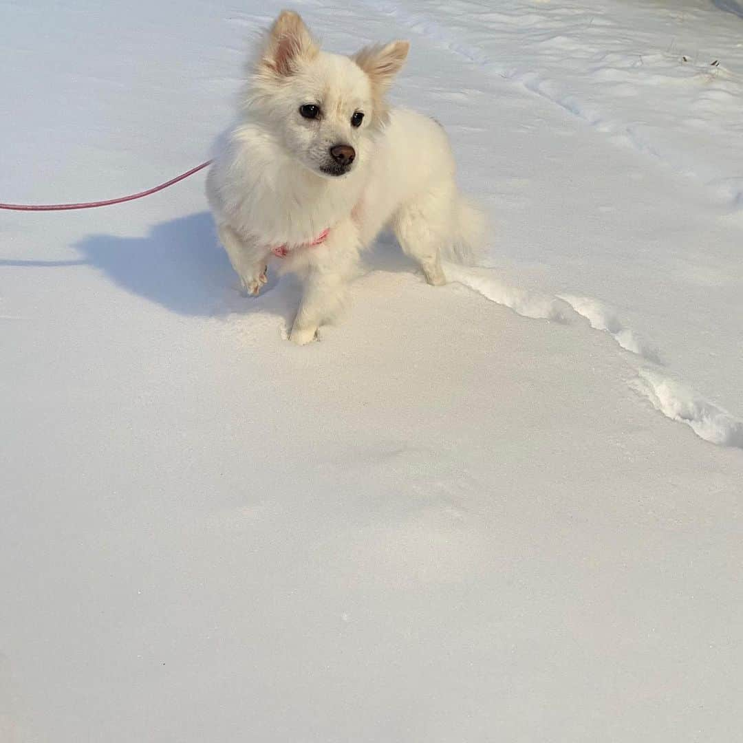 ガヨン さんのインスタグラム写真 - (ガヨン Instagram)「손이 시려워 낑, 발이 시려워 깡 🥶 발 시려운지 계속 한 발씩 들고 있는 낑깡이🤍」1月10日 13時17分 - gy._.1202