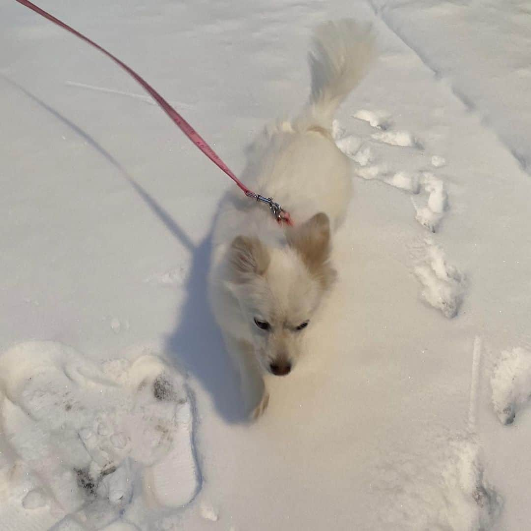 ガヨン さんのインスタグラム写真 - (ガヨン Instagram)「손이 시려워 낑, 발이 시려워 깡 🥶 발 시려운지 계속 한 발씩 들고 있는 낑깡이🤍」1月10日 13時17分 - gy._.1202