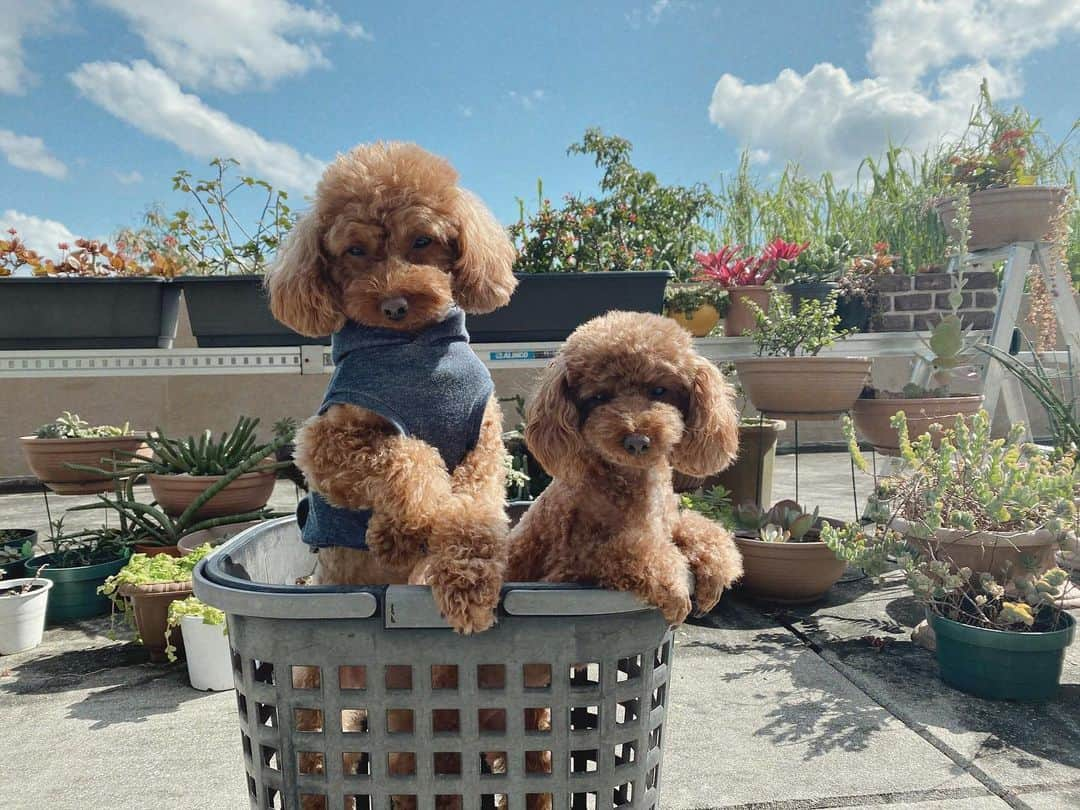 かーなーさんのインスタグラム写真 - (かーなーInstagram)「今日の沖縄は天気も良くて気持ちい〜！！！🌤 朝から可愛い2人です🐶🧡洗濯日和だ〜！ #年末からピノも長期で沖縄降臨　 #ピノとリロ」1月10日 13時42分 - cana_singer