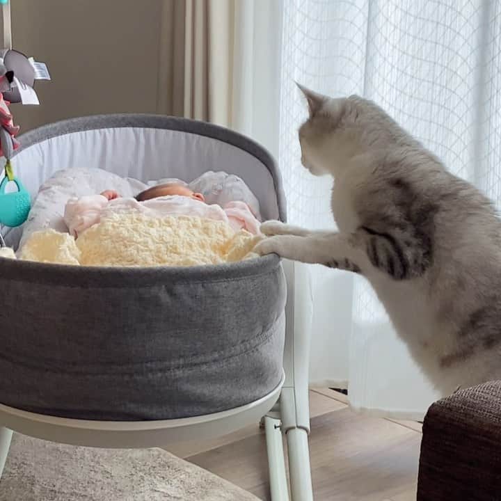 のインスタグラム：「つるちゃんに妹ができました🥳✨ まだまだ慣れなくて遠くから見守る感じだけど早く仲良くなってくれたらいいなぁ😄 Our daughter was born! Tsuru‘s sister🎊 .  #猫 #ねこ #にゃんこ #美猫 #ねこ部 #ふわもこ部 #ねこすたぐらむ #ペコねこ部 #猫好きさんと繋がりたい #にゃんすたぐらむ #cat #neko #instacat #catstagram #instagramcats  #catsconnect #meowbox #picneko #bestmeow #catsofinstagram #meowed #rakutenpet」