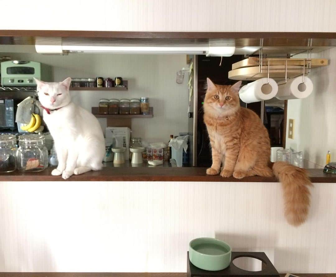岡田屋鉄蔵のインスタグラム：「阿吽像よろしく陣取ってるご飯くれくれ団。さっき食べましたよ。」