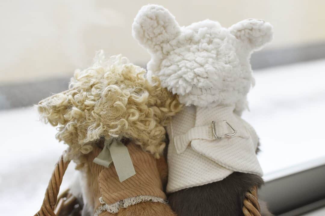 のインスタグラム：「march.lemon🐻🍋 こんな日はお部屋から見物するのが1番でしゅよね。❄️ . . . マーモン、フード付きのお洋服着てバルコニーの雪を見物。 後ろ姿がかわいい、着ぐるみコットン、こまししちゃん ハーネスで。🐻🐻‍❄️💘 @usaginotora  . . あんなに降っていた雪もずいぶん溶けました。 . ストーリーたくさんあげて、お付き合いいただきありがとうございました〜。✨ コットンが1番元気だったけど😂大人も子供も久しぶりの雪に浮かれました。❄️💕 . . ♪ ♪ ♪ #雪#雪の日  #うさぎ#ウサギ#ネザーランドドワーフ#ZIP写真部#レモン#ふわもこ部#マーチ#多頭飼い#トラピロビハーネス #rabbits#rabbitsofinstagram #rabbitstagram #petstagram #march#instapet#cutepetclub #instarabbit #bunnies #bunnylove #lapin #pecotv #WeeklyFluff #lemon #netherlanddwarf #dailyflufffeature#pecotv」