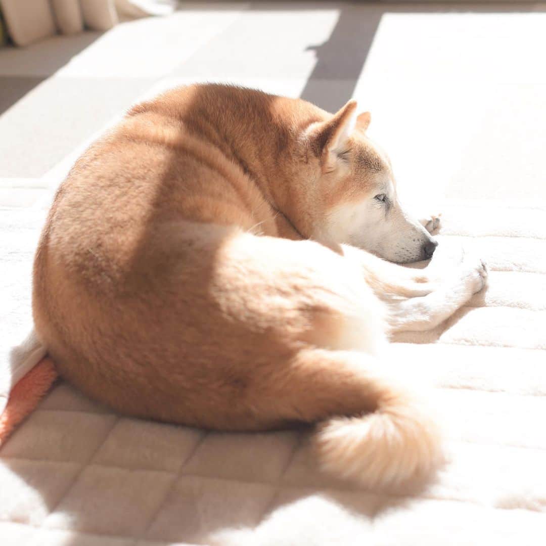meekooのインスタグラム：「お久しぶりです🐕✨ 年末からりんごさんの眼の具合が再び悪くなってしまって、ばたばたザワザワな年始でした。 眼圧がなかなか下がらないため、昨日 前回と同じ処置をしてもらったりんごさん。 食欲もありとりあえず元気にしています。 このまま眼圧が落ち着いてくれたらいいな🍀 2021.1.10」