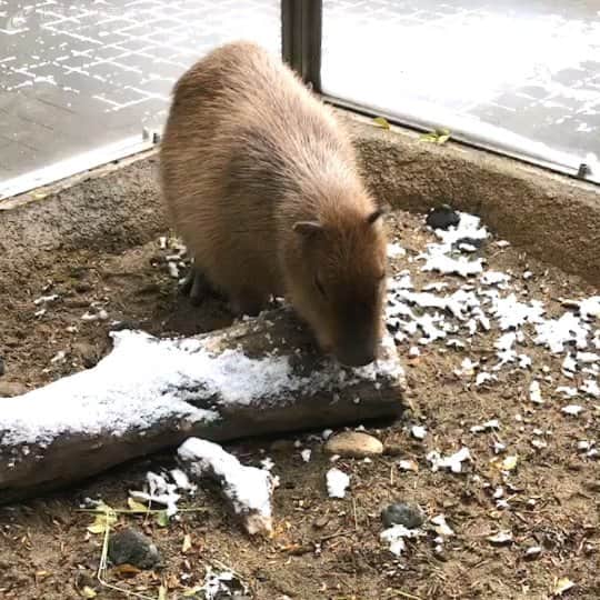のインスタグラム：「今朝、木の上に積もった雪をカピバラのアグアが器用に食べていました。  最後の方は、スタッフに気付いて朝のエサを欲しがっている様子。  #アクアトト #アクアトトぎふ #アクアトト岐阜#aquarium#雪#カピバラ #capybara #hydrochoerushydrochaeris」