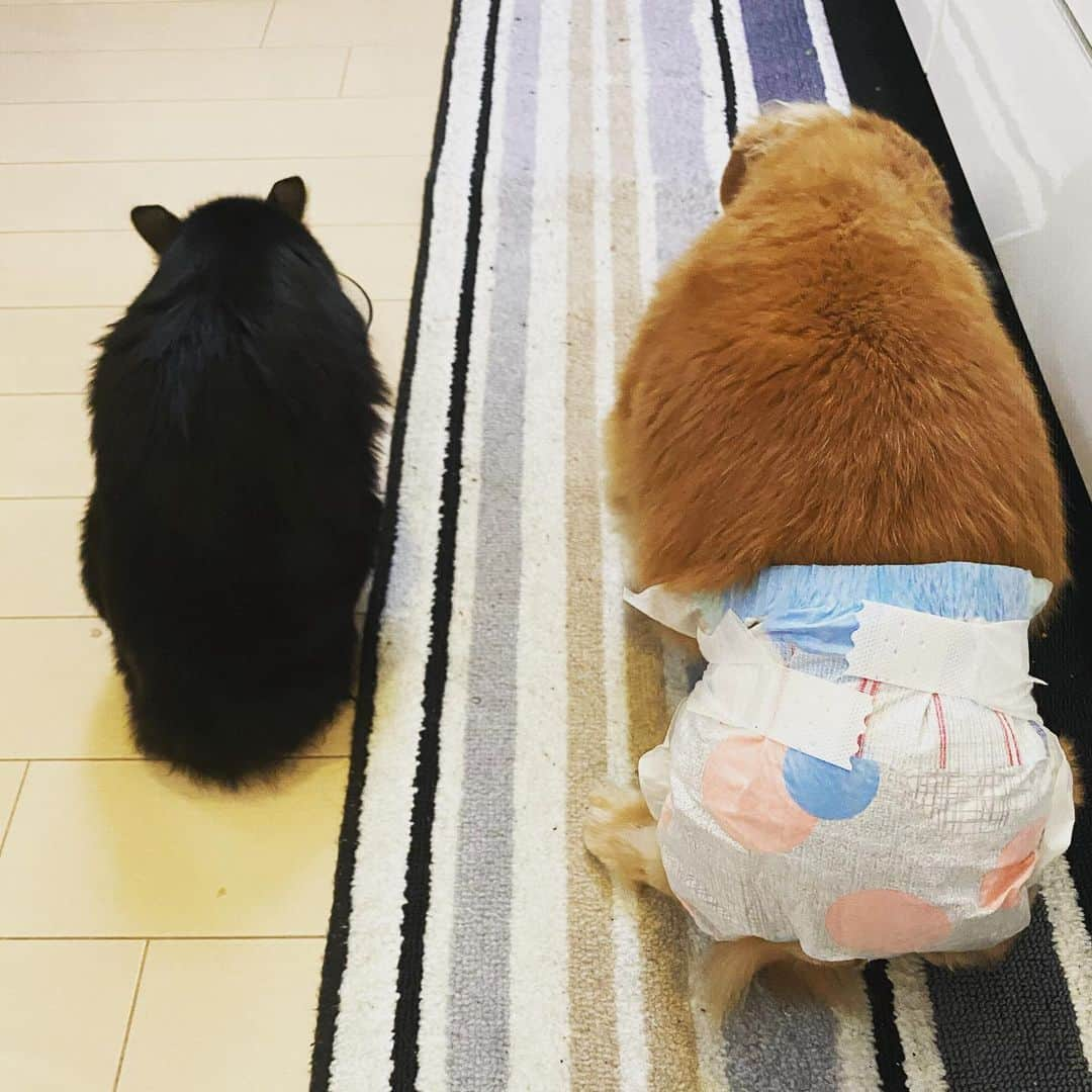 OKP-STARさんのインスタグラム写真 - (OKP-STARInstagram)「🐕♂19歳 のんちゃん 🐈‍⬛♀5ヶ月 てんてん  のんちゃんはオムツが似合う年齢になってきました👏👏👏 背中デカいな笑  #ミニチュアダックス  #黒猫」1月10日 16時25分 - okp_bassman