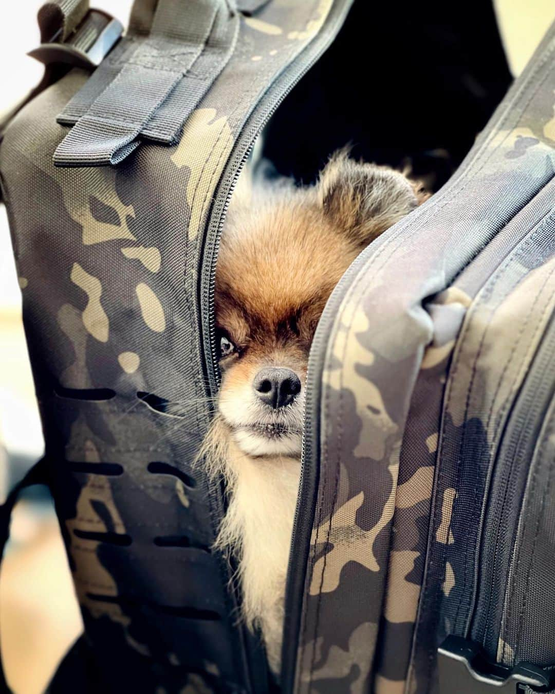 ハミッシュ・ゲイマンさんのインスタグラム写真 - (ハミッシュ・ゲイマンInstagram)「Packing my bags and it looks like someone wants to come with me for @dancingonice rehearsals at the studio this week 🐾❤️ Do you think I should bring the doggies with me?  Finally, I’ve found a comfortable backpack that I can fit my skates and all my stuff I need for training 💪⛸ Here is a list of everything I can fit in this bag (I still have space for more stuff 🙈)...  Ice skates Guards (soft and hard) Small towel Gloves Firm grip 2 water bottles 3 resistance bands 2 trigger point balls Gyro Powerball 2 pairs of knee pads 3 types of music cables Mini speaker & charger Tripod Support tape First aid kit Pen XL marker pen Notebook DOI security pass Glasses anti fog cloth Contact lenses 2 screwdrivers Spare screws for skates Laces for skates Pooh bag, just in case (for the dogs!) 🙈😂  I brought this bag as a little Christmas present for myself, I was like a kid a Christmas again when it came in post ☺️  📸 @ameliaskating & me 🎒 @builtforathletes - 45L Hero 2.0  #dancingonice #builtforathletes #athletesneverstop #veganathlete #coachhamish #pomeranianlife」1月11日 2時26分 - hamishgaman