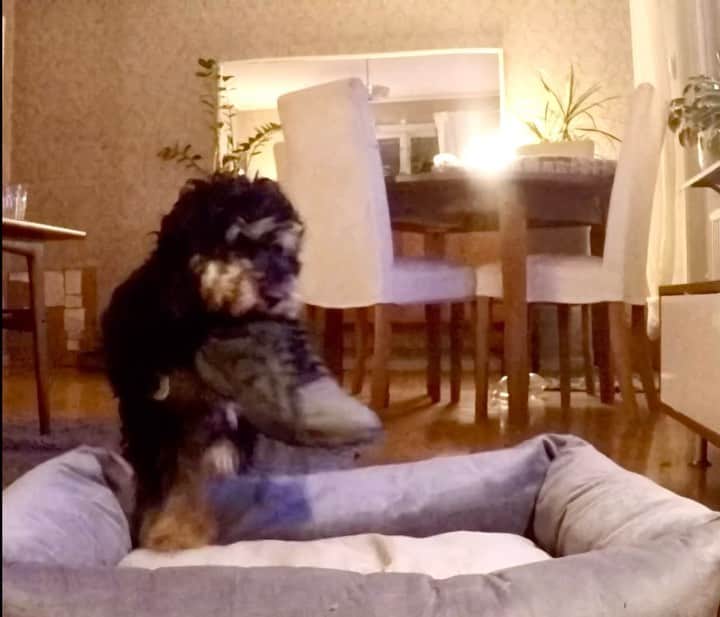 Paw Heartのインスタグラム：「[Hidden camera] Caught in the act: BANDIT!🕶👞😂 By @fluffypack」