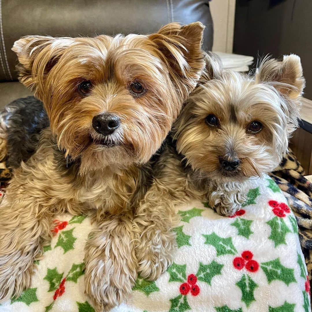 さんのインスタグラム写真 - (Instagram)「Sammy & Max 💭 We have been living in our RV for the past 76 nights! 🥰♥️😆 Only a couple more to go! 💪🏼💪🏼💪🏼 Thank you all for following our journey moving from Phoenix Arizona to Las Vegas Nevada!! 😃👋🏼♥️🥰🤗 #OurNewHome #AlmostReady #VegasDogs  #WeMadeIt 💪🏼 #SoProudOfOurselves」1月11日 3時11分 - happyyorkiefamily