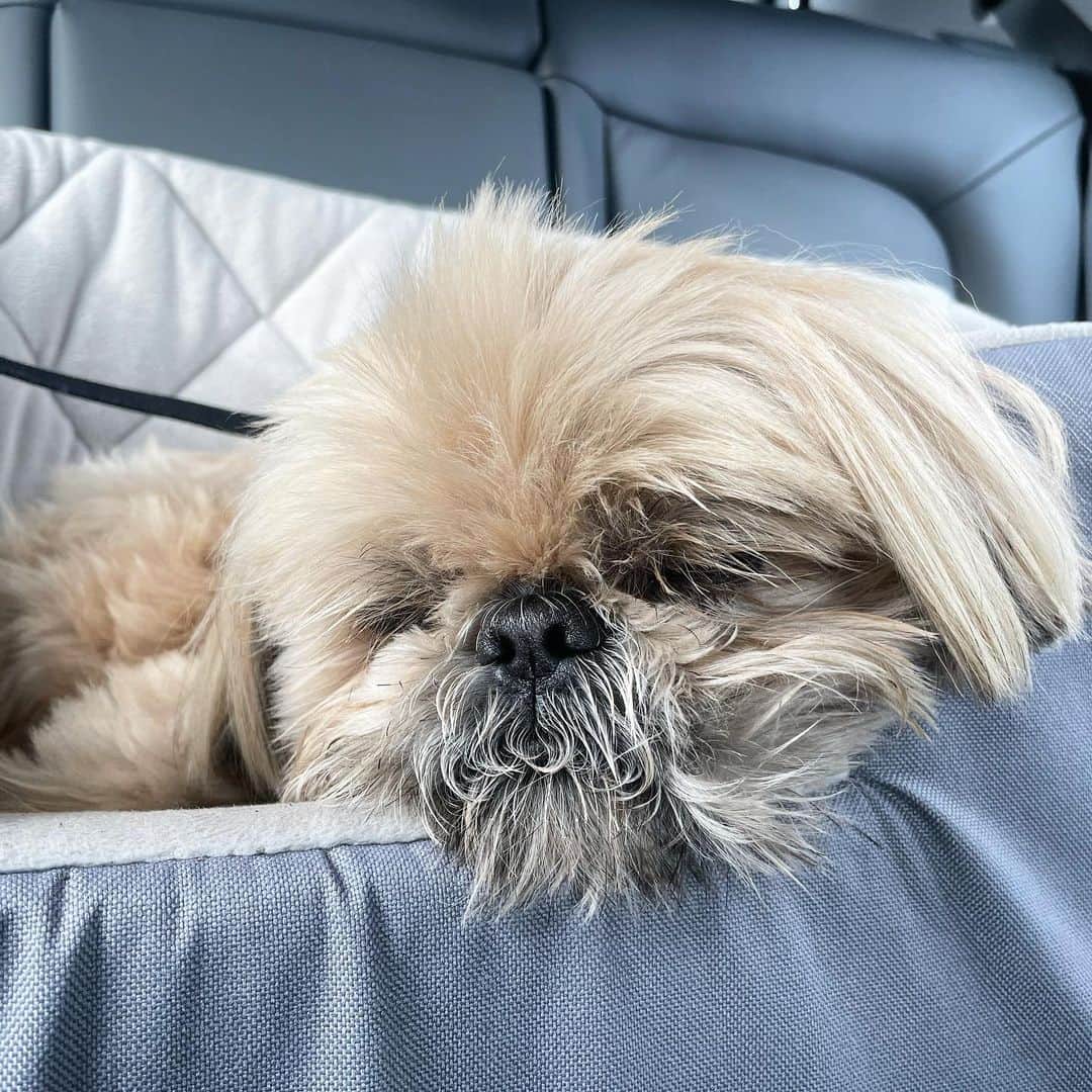 Dougie the Shih Tzuのインスタグラム：「Car nap king.」