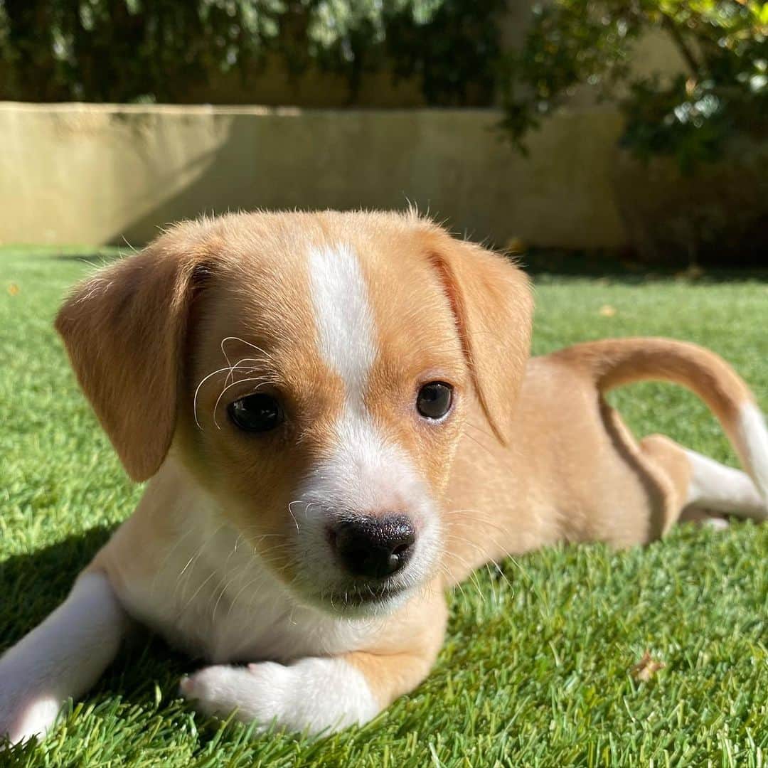 ダン・ブカティンスキーのインスタグラム：「#newfriends Robbie. fka “Monday”. and Nika.  #sunday. @maedayrescue @robbiepuppypix」