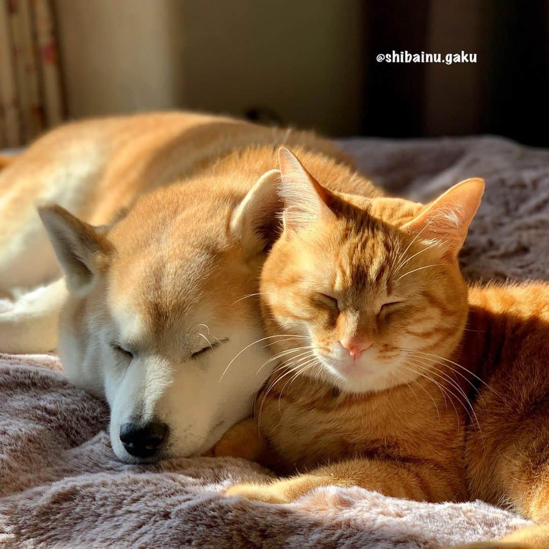 Kazumi-Gakumamaさんのインスタグラム写真 - (Kazumi-GakumamaInstagram)「今日のお昼寝➰🐕🐈🐈💤💞 *  岳とリンリンも8年掛かって、こんなに仲良くなりました💝 *  嫌な事が続く昨今ですが、今を乗り越えれば必ず光が見えます✨ *  信じて頑張りましょう💪 🐾----*----*----*----🐾 Today's nap🐕🐈🐈💤💞 *  Gaku and Rinrin also took eight years to communicate with each other🌅 *  There is always light behind the clouds☁️☀️✨ 🐾----*----*----*----🐾 #柴犬 #岳 #柴犬岳 #柴犬ガク#gaku #shibainugaku #shiba #shibainu #shibastagram #いぬすたぐらむ #dogsofinstagram #リンリン #キジトラ #browntabby #ジャパニーズボブテイル #寅次朗 #茶トラ #まるどら #gingercat  #にゃんすたぐらむ #catoftheday #ふわもこ部 #ワンフルエンサー #ニャンフルエンサー  #Hermoso #weeklyfluff #🐕📷 #今日のお昼寝 #明けない夜はない #20210110」1月10日 18時35分 - shibainu.gaku