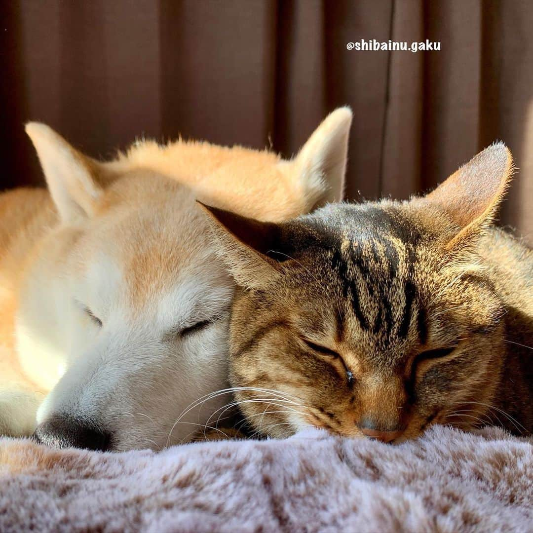 Kazumi-Gakumamaさんのインスタグラム写真 - (Kazumi-GakumamaInstagram)「今日のお昼寝➰🐕🐈🐈💤💞 *  岳とリンリンも8年掛かって、こんなに仲良くなりました💝 *  嫌な事が続く昨今ですが、今を乗り越えれば必ず光が見えます✨ *  信じて頑張りましょう💪 🐾----*----*----*----🐾 Today's nap🐕🐈🐈💤💞 *  Gaku and Rinrin also took eight years to communicate with each other🌅 *  There is always light behind the clouds☁️☀️✨ 🐾----*----*----*----🐾 #柴犬 #岳 #柴犬岳 #柴犬ガク#gaku #shibainugaku #shiba #shibainu #shibastagram #いぬすたぐらむ #dogsofinstagram #リンリン #キジトラ #browntabby #ジャパニーズボブテイル #寅次朗 #茶トラ #まるどら #gingercat  #にゃんすたぐらむ #catoftheday #ふわもこ部 #ワンフルエンサー #ニャンフルエンサー  #Hermoso #weeklyfluff #🐕📷 #今日のお昼寝 #明けない夜はない #20210110」1月10日 18時35分 - shibainu.gaku