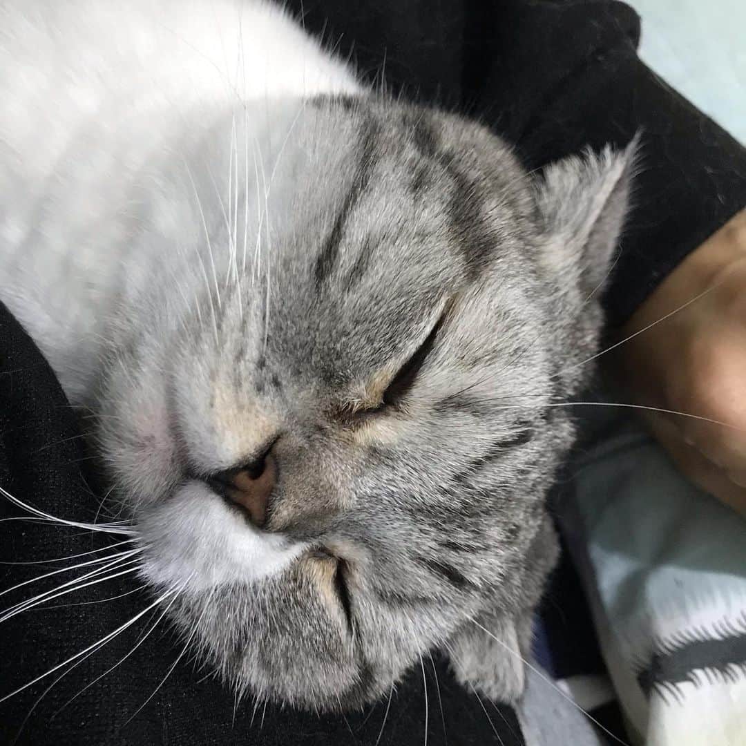 KATSUOのインスタグラム：「下からもぐり込んで寝る . #cat #catsofinstagram #catstagram #instacat #cutecat #katsuo」