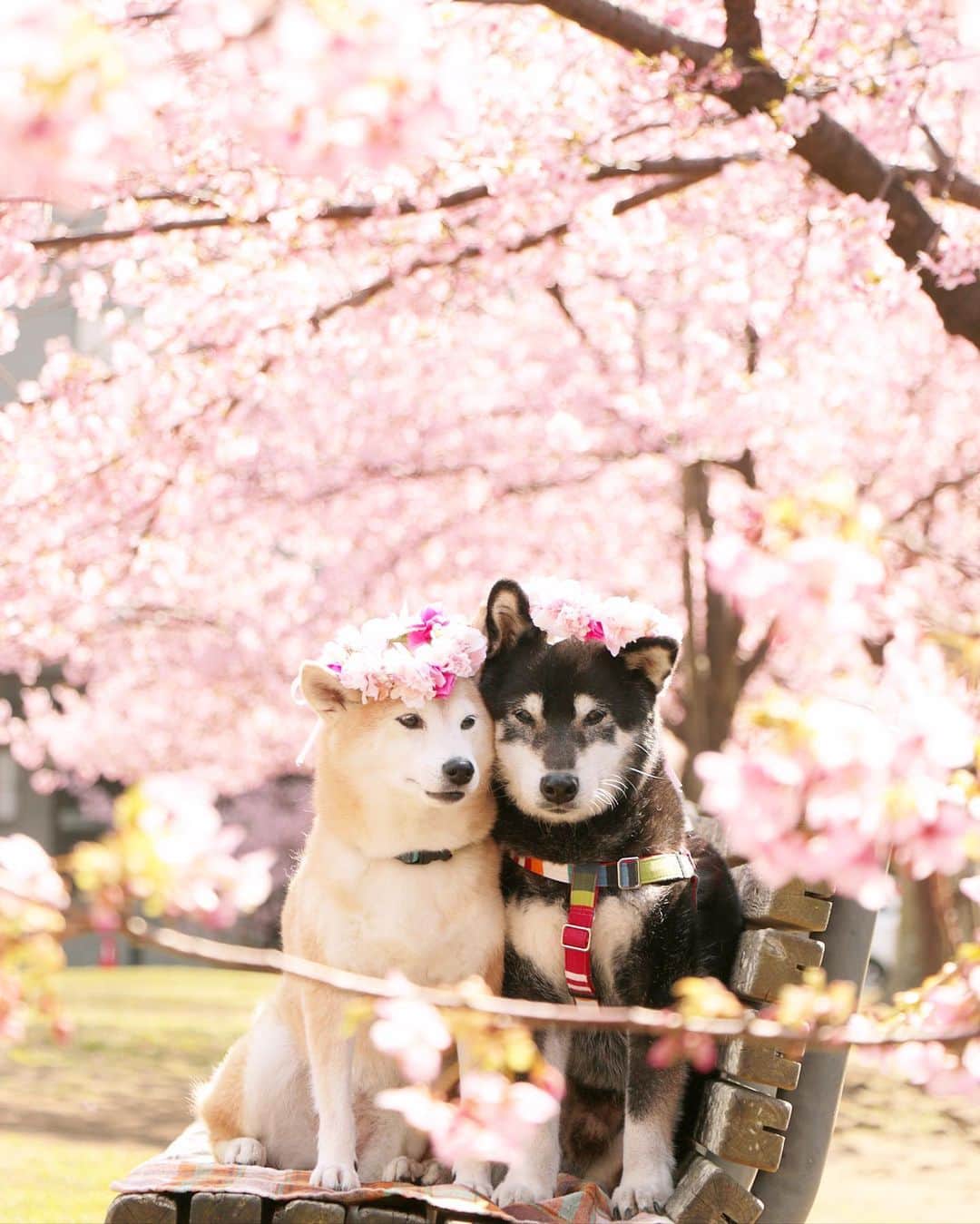 柴犬 けんしろう ゆりあのインスタグラム：「🐶🌸🐶  けんちゃん連れ去り事件や アレすれすれ事件など(笑) 色々あった3日間のお留守番を終え 今日と明日は休息Day☕️  様子を気にかけてくださったみなさん 本当にありがとうございました🙏❤️  けんちゃんの体調が落ち着いてきたので 今朝はけんゆり春待ちベンチのある Cコース散歩してきました🌸  久しぶりにはりきるけんちゃんの姿が見れて 本当にうれしかったです☺️  歩けない日、食べない日、飲まない日 これからも体調の変化で心配事は続くけれど 私たちらしくのんびりと向き合っていこうね！  お留守番時間も本当は減らしていきたいけれど.. けんちゃんを迎える前からお付き合いしている入居者さんたちも同じように心配なのです。就職した頃80歳だった入居者さんはもう100歳間近ですし、けんちゃんを迎えた時に知り合った80代の入居者さんみんな90代ですしね。  世の中もコロナで心配なことが続いていて 実家の富山では35年以来の大雪..  去年のけんゆり春待ちベンチphotoで、みなさんが少しでもあったかい気持ちになって下さったらうれしいです🌸 . . Location:Chiba(2020年2月撮影)」
