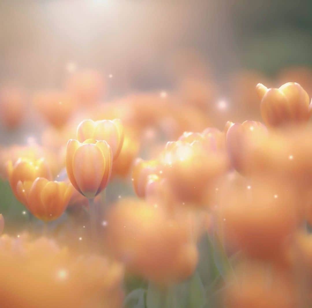 花の写真館のインスタグラム：「Photo by @d.h0531.⠀ https://instagram.com/d.h0531/⠀ .⠀ Original Post[投稿いただいたURL]⠀ https://www.instagram.com/p/CIxXY8TAisa/⠀ .⠀ 本アカウントは、 #私の花の写真 をつけてInstagramに投稿された皆さまの花の写真や、「花の写真館」Facebookページで投稿された花の写真を紹介します。⠀ 「花の写真館」Facebookページは、「 @floral.photograph 」のプロフィールにあるURLからご覧ください。⠀ .⠀ ※各自、政府、自治体など公的機関の指示に従った行動をお願いします。⠀⠀ 東京カメラ部および分室では、写真を「見る楽しみ」を提供することを通して、微力ながら皆様にわずかな時間でも癒しをお届けしたいと思っております。⠀ ※本アカウントは東京カメラ部がFacebook、Instagramのサービスを利用して運営しているもので、Facebook社・Instagramとは一切関係ありません。⠀ .⠀ #花の写真館 #floralphotograph #floralphoto #flower #flowers⠀ Follow: @floral.photograph」
