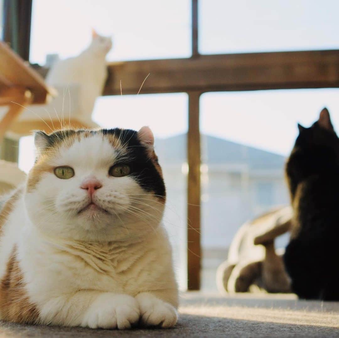 sancheloveのインスタグラム：「お布団を干したときのようにポカポカが身体にたまったらいいのにね🌞  #kitty#catstagram#catstagram_japan#petstagram#picneko#instacat#meow#catoftheday#catofworld#ilovemycat#funnycat#猫#ねこ#にゃんこ#みんねこ#にゃんだふるらいふ#ふわもこ部#PECOねこ部#ねこまみれ#ねこ休み展#munchkin#calico#scottishfold#マンチカン#ねこのいる暮らし Urara(NeeNee,Ko-Chan)」