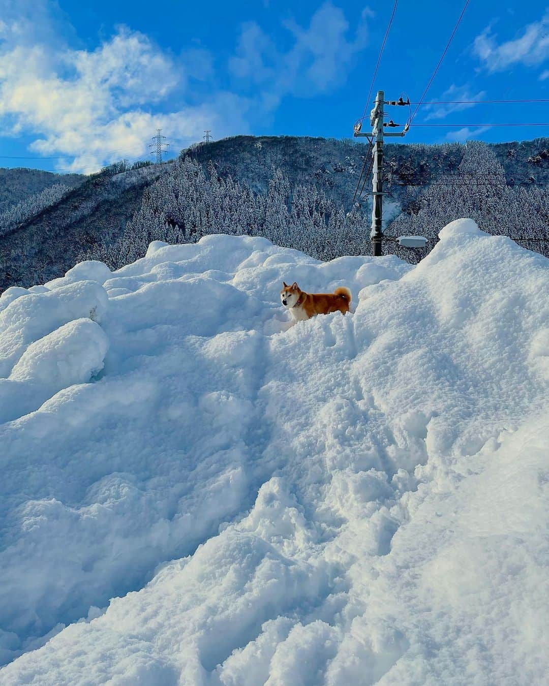 Hanamichi ＆ ℕㆁℜ〡ｋㆁ♡のインスタグラム：「いつものお散歩コースが雪に埋もれて上に行くしかなくなってる😭 ・ #もう雪いらん #みんなも気をつけてね #大雪の運転は地獄や #それでも雪は美しい #おーいはよ降りてこーい #柴犬 #しばいぬ #子犬 #わんこ #dog #shiba #puppy #love #snow #dogsofinstagram #dogoftheday  ・」