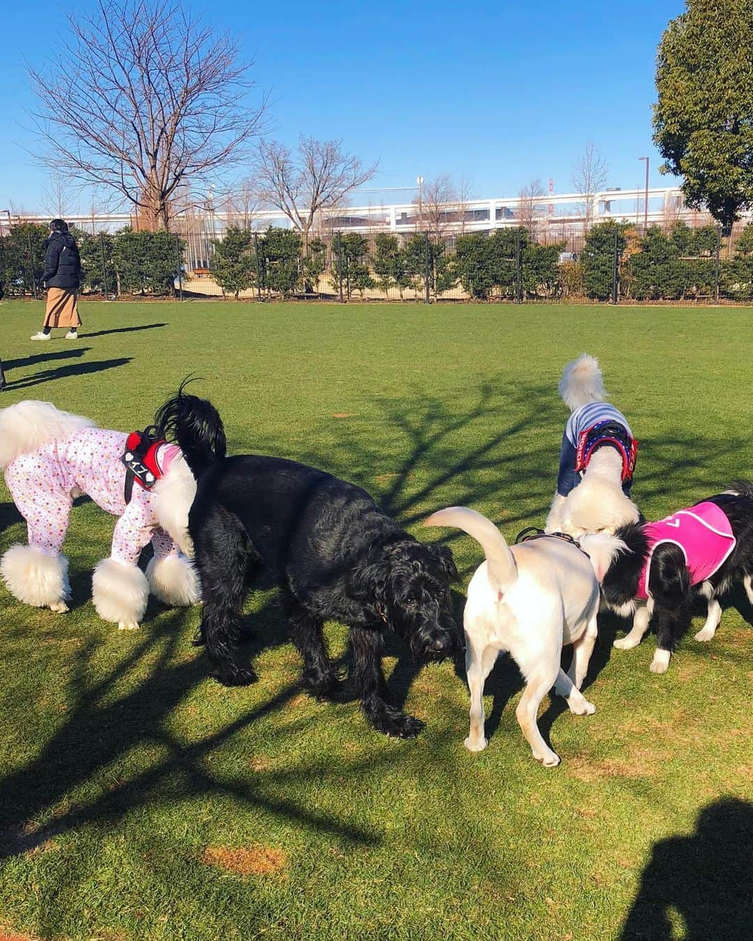 しなしさとこさんのインスタグラム写真 - (しなしさとこInstagram)「. . 1時間半だけランへ🌸🐕  本日さくらお嬢さんボディ アタック覚え何度も何度も。 破壊力満点😂Gシュナ仲間 にこの技を使えるか❓  . .  #しなしさとこ #satokoshinashi #格闘技 #女子格闘技 #ジョシカク#黒シュナ #giantschnauzer #ジャイアントシュナウザー #シュナウザー #schnauzerworld #1歳犬 #シュナスタグラム #ドッグラン #大型犬のいる生活 #大型犬のいる生活#新横浜公園ドッグラン #新横浜公園#ボディアタック#しなしさくらお嬢」1月10日 19時51分 - shinashisatoko