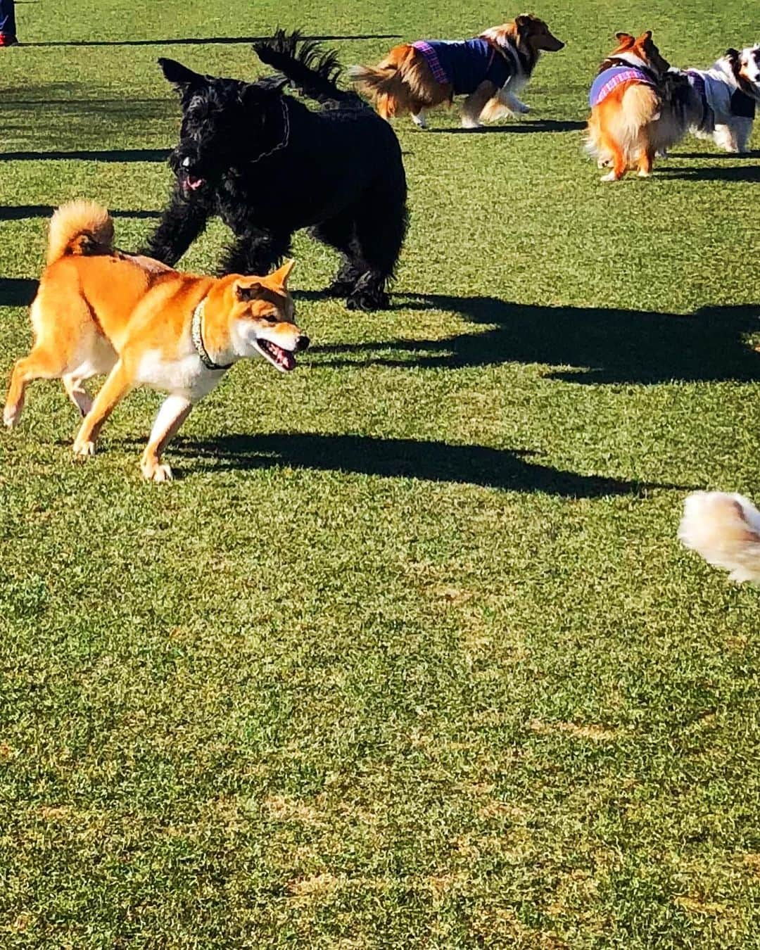 しなしさとこさんのインスタグラム写真 - (しなしさとこInstagram)「. . 1時間半だけランへ🌸🐕  本日さくらお嬢さんボディ アタック覚え何度も何度も。 破壊力満点😂Gシュナ仲間 にこの技を使えるか❓  . .  #しなしさとこ #satokoshinashi #格闘技 #女子格闘技 #ジョシカク#黒シュナ #giantschnauzer #ジャイアントシュナウザー #シュナウザー #schnauzerworld #1歳犬 #シュナスタグラム #ドッグラン #大型犬のいる生活 #大型犬のいる生活#新横浜公園ドッグラン #新横浜公園#ボディアタック#しなしさくらお嬢」1月10日 19時51分 - shinashisatoko