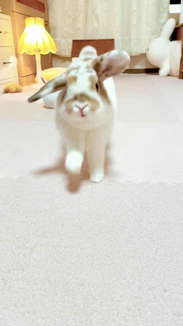 usagraphのインスタグラム：「おみみパタパタ〜」