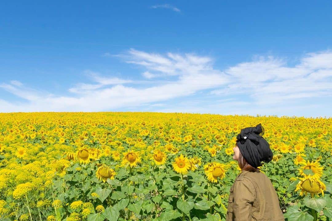 詩歩さんのインスタグラム写真 - (詩歩Instagram)「🌻﻿ ﻿ 今年も引き続きお仕事以外の撮影は控えようと思うので、久しぶりに「#エアー海外旅行 」をpostしていきます！﻿ ﻿ 少しでも海外旅行気分を楽しんでくださいね〜✈﻿ ﻿ ↓みんなもぜひ投稿してね﻿ #エアー海外旅行﻿ ﻿ ﻿ 寒い三連休の日本なので、暑い１枚📷﻿ ﻿ 南スペイン #コルドバ のひまわり畑です🌻﻿ ﻿ この日はほんっっとーーに暑かったのを覚えてる🔥﻿ ﻿ 気温が38度で、思わずスマホで気温をスクショしたほど😂（そのスクショは行方不明…いずこへ…）﻿ ﻿ 日差しが痛すぎて、暑いけど長ソデ長ズボン。もちろんニット帽なんてかぶっていられません。﻿ ﻿ 頭に巻いているターバンはガイドさんが貸してくれたもの。﻿ ﻿ スペインのひまわり畑はハエの大群がいて、顔中の穴という穴から入ってこようとするので、耳をふさぐためにターバンをしました。﻿ ﻿ 実際に、まじで写真撮っていられないくらいのハエの数！！！﻿ ﻿ こんなにキレイな地平線まで続くひまわり畑だったけど、たぶん５分くらいしか滞在しませんでした😂﻿ ﻿ スペインのひまわり畑、またちゃんと撮りに行きたいなぁ〜﻿ ﻿ Since the state of emergency has been declared in Japan again, I'll be posting pictures from overseas for the first time in a while! Please enjoy a little bit of traveling abroad✈﻿ ﻿ It's been a cold holiday in Japan, so here's a hot one 📷. This is a sunflower field in #Cordoba, southern Spain.I remember it was really hot that day 🔥!﻿ ﻿ The temperature was 38 degrees Celsius and I couldn't help but take a picture of the temperature on my phone 😂 (the picture is missing...where is it...)﻿ ﻿ The sun was hurting me so much that I had to wear long socks and long pants even though it was hot. Of course I couldn't wear a knit hat.﻿ ﻿ The turban I'm wearing on my head was lent to me by the guide. There are swarms of flies in the sunflower fields in Spain, and they try to come in through every hole in your face, so I wore the turban to cover my ears. In fact, there were so many flies that I seriously couldn't even take a picture! It was such a beautiful field of sunflowers that stretched all the way to the horizon, but we only stayed for maybe 5 minutes 😂. I want to go back to Spain to take pictures of the sunflower fields!﻿ ﻿ ﻿ ﻿ ﻿ 📷2016﻿ 📍コルドバ／スペイン﻿ 📍Crodoba／Spain﻿ ﻿ ﻿ ©詩歩/Shiho﻿ ﻿ ﻿ ﻿」1月10日 20時05分 - shiho_zekkei