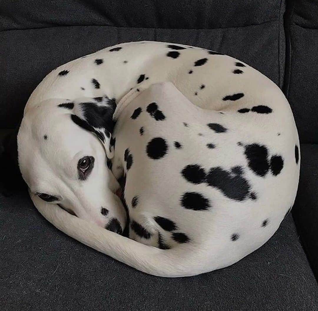 ペニーレ・タイスベックのインスタグラム：「Sunday plan💤 🐾🐾  Via @digitalf33ls」