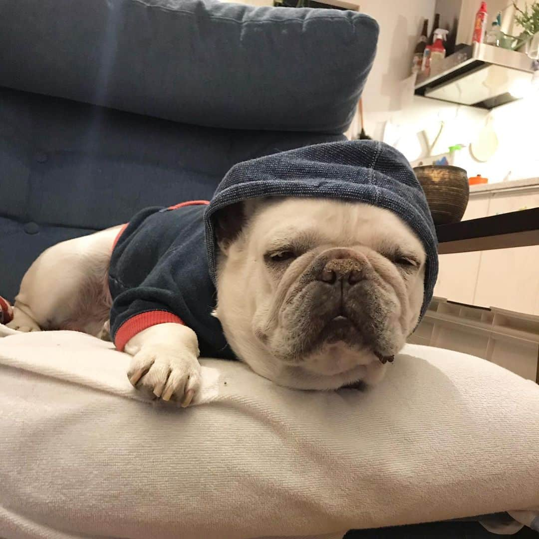 父べえのインスタグラム：「ほぼ寝てる。 #frenchbulldog  #フレンチブルドッグ」