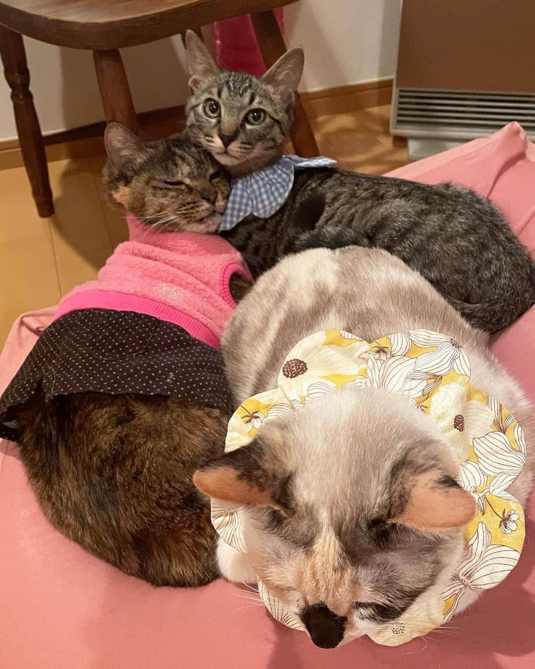 maimocotoのインスタグラム：「今日は　#イケメンキジトラのきづな  を里親さんのお家にお届けに行って来ました。 到着したら、先住くんに鼻チューしてました❤︎（先住くんは固まってましたが💦）受け入れてもらえますように🙏 ＊ ＊ うちの子たちにいっぱい可愛がられて、のびのびと楽しく過ごせていたね。どうせすぐに我が家のことは忘れちゃうと思うけど、根底に楽しかったことは残るよね😊 幸せでいるんだよ❤︎ ＊ ＊ 『きづなくんは可愛くて良い子だから、あっという間に卒園しちゃうのはわかっていたの、あたち』 ＊ ＊ #本当その通り #モコとコトとチコ #3人とも優しくしてくれてありがとう #きづなもみんなをあたためてくれてありがとうね」