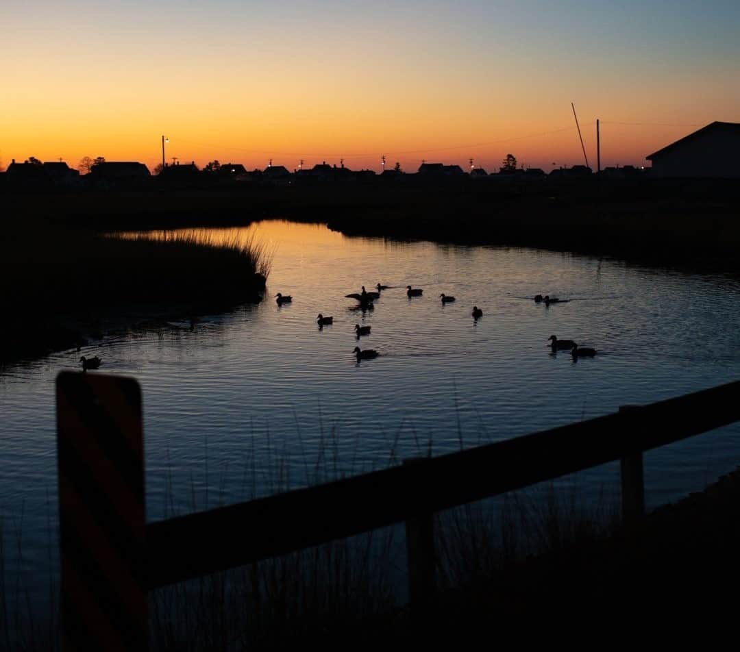 National Geographic Travelさんのインスタグラム写真 - (National Geographic TravelInstagram)「Photo by @joshuacogan / Ducks enjoy the sunset's afterglow on Tangier Island in the Chesapeake Bay. The island is home to a generational community of watermen who continue traditions of fishing and oystering just as they have for hundreds of years. For more stories on the Chesapeake Bay and traditional communities and cultures throughout the world, follow me @joshuacogan. #ChesapeakeBay」1月10日 20時38分 - natgeotravel