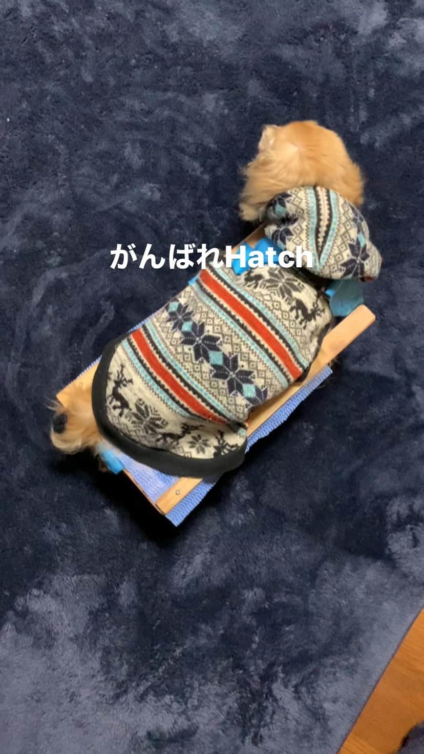 ハッチ＆ニコのインスタグラム