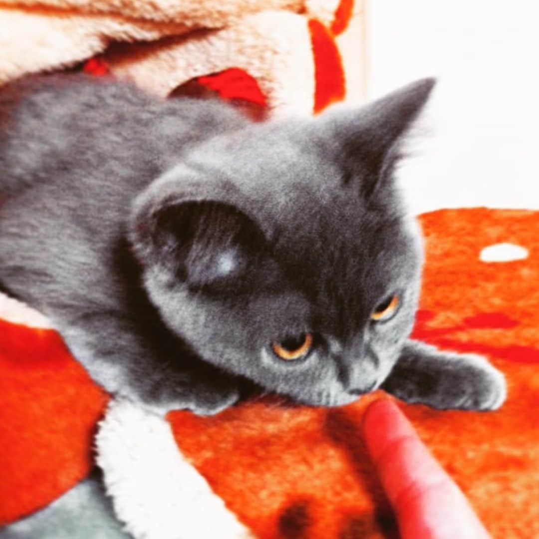 チキン南蛮カレーのルウ王子のグルメインスタ